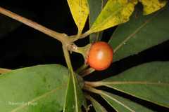 Actinodaphne salicina